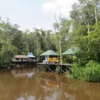 Taman Nasional Tanjung Puting, Objek Wisata Alam Hits yang Kaya Pesona di Kalimantan Tengah