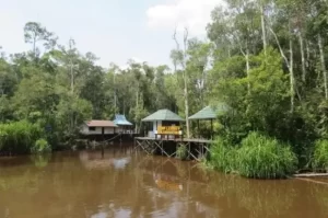 Taman Nasional Tanjung Puting, Objek Wisata Alam Hits yang Kaya Pesona di Kalimantan Tengah