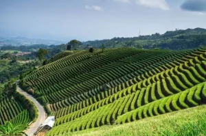Terasering Panyaweuyan, Pesona Alam dan Wisata Edukasi Pertanian di Majalengka